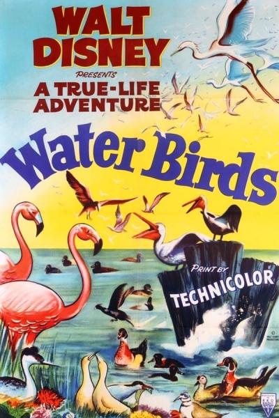 Cover of Water Birds