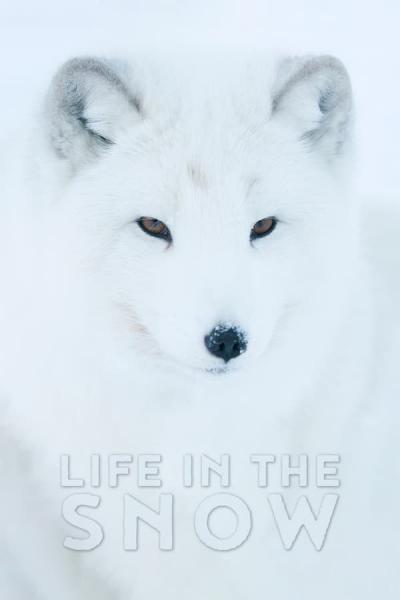 Cover of the movie Life In The Snow