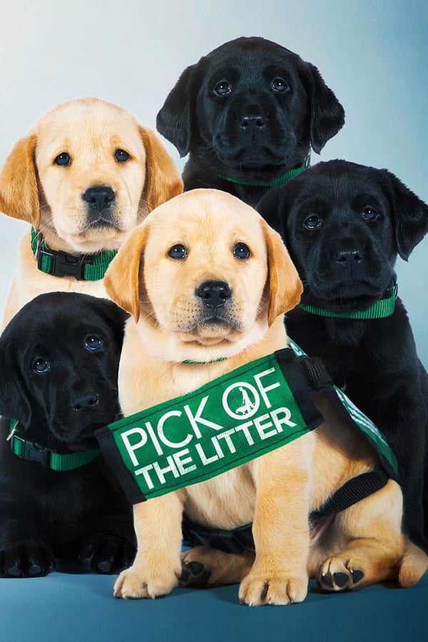 Cover of the movie Pick of the Litter